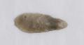 Arrowhead Image preview