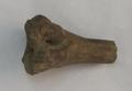 Bone, pinner's bone Image preview