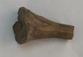 Bone, pinner's bone Image preview