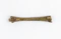 Bone, animal long bone Image preview