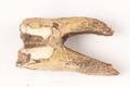 Animal remains, ox tooth Image preview