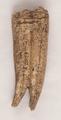 Bone, animal bone, tooth, horse tooth Image preview