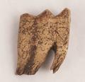 Bone, animal bone, tooth, sheep tooth Image preview