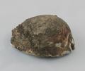 Shell, cowrie shell Image preview
