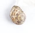 Shell Image preview