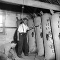 Mobile hop pickers in Yalding, Kent Image preview