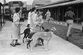 Greyhound racing at the Park Royal track Image preview