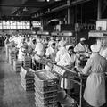 Workers on the factory line at Walls Sausage Factory Image preview