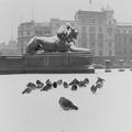 Lion statue and Pigeons in Trafalgar Square Image preview