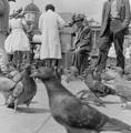 Crowds and pigeons in Tafalgar Square Image preview