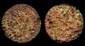 Coin, dupondius Image preview