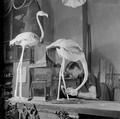 Taxidermist Edward Gerrard at work Image preview
