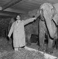 Elephant and trainer at Tom Arnold's Circus, Harringey Image preview