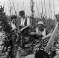 Harvesting the Hops Image preview
