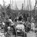 Harvesting the Hops Image preview