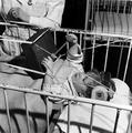 Patient using teaching resources at the Evelina Hospital School, Guy's Hospital Image preview