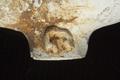 Tobacco pipe, clay pipe Image preview