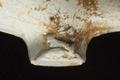 Tobacco pipe, clay pipe Image preview