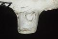 Tobacco pipe, clay pipe Image preview
