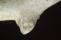 Tobacco pipe, clay pipe Image preview