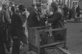 Selling puppies on Club Row, 1951 Image preview