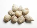 Shell, whelk shell Image preview