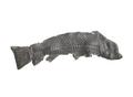 Fish Image preview