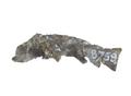 Fish Image preview
