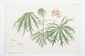 Jatropha multifida Image preview