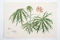Jatropha multifida Image preview