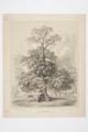 Elm in Hyde Park Image preview