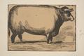 The Giant Ox 1844, Egyptian Hall Image preview