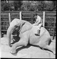 A keepers sits on the back of an elephant in London Zoo, Regent's Park Image preview