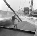 Grain imported from Australia is unloaded onto barges, Millwall Docks Image preview