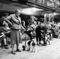 Spaniels and their owners at 'Crufts' dog show, Olympia Image preview