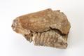 Animal remains, mammoth jaw Image preview