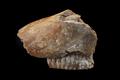 Animal remains, mammoth jaw Image preview