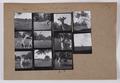 Deer in Bushy Park Image preview