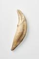 Bone, animal bone, tooth Image preview