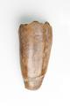 Bone, animal bone, tooth Image preview
