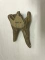 Animal remains, fossil tooth Image preview