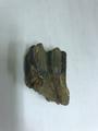 Animal remains, fossil tooth Image preview