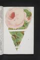 The Rose Almanack Image preview