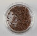 Seed, fig seed Image preview