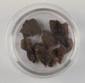 Seed, walnut shell Image preview