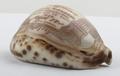 Shell, Cowry shell Image preview