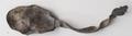 Trefid or split end spoon Image preview
