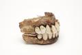 Denture, false teeth Image preview