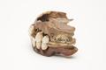 Denture, false teeth Image preview
