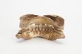 Denture, false teeth Image preview
